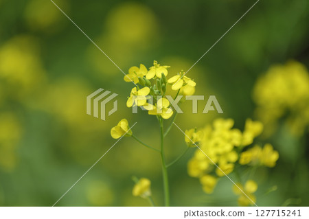 Rape blossoms Rape blossoms 127715241