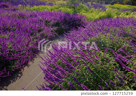 紫水晶鼠尾草花海風景（十月）紫水晶鼠尾草 43 127715259