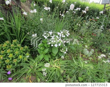 White forehead hydrangea flower 127715313