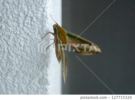 A yellow-winged moth resting on a white wall A yellow-winged moth resting on a white wall 127715320