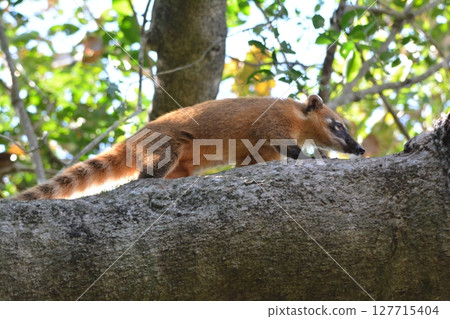 Red-beaked bear 127715404