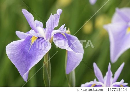 盛開的淡紫色花朵、日本鳶尾花、初夏的風景 盛開的淡紫色花朵、日本鳶尾花、初夏的風景 127715424