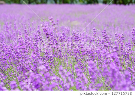薰衣草花 127715758