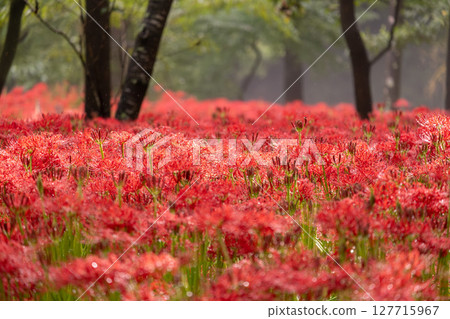 日本埼玉縣日高市巾著田雨後的紅花 日本埼玉縣日高市巾著田雨後的紅花 127715967