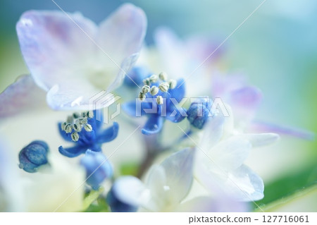 繡球花在雨中濕潤 繡球花在雨中濕潤 127716061