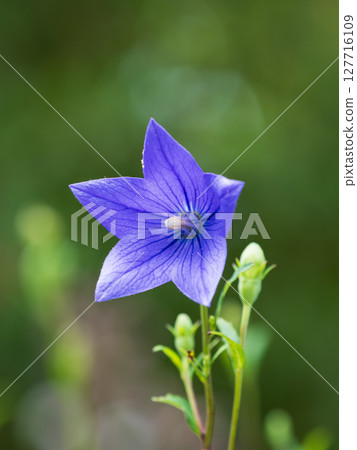 Beautiful bluish purple bellflower 127716109