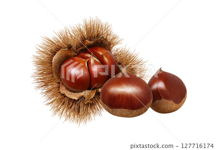 栗子插圖，逼真的栗子瘤，日本栗子 127716174
