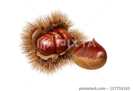 栗子插圖，逼真的栗子瘤，日本栗子 127716183