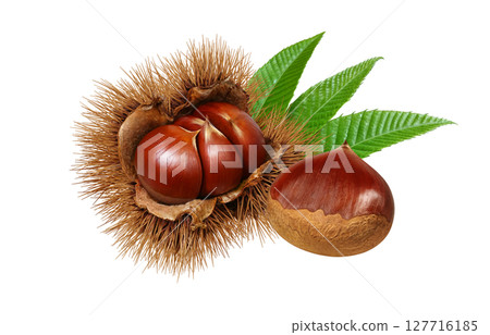 栗子插圖，逼真的栗子瘤，日本栗子 127716185