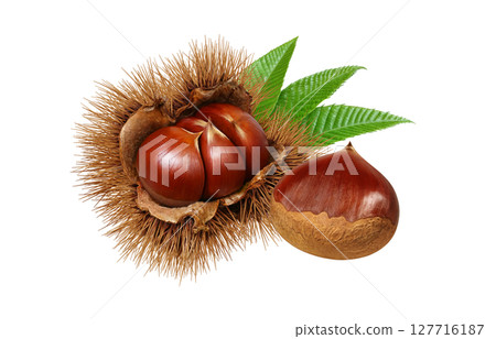 栗子插圖，逼真的栗子瘤，日本栗子 127716187