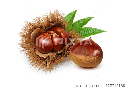 栗子插圖，逼真的栗子瘤，日本栗子 127716188