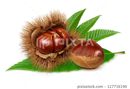 栗子插圖，逼真的栗子瘤，日本栗子 127716190