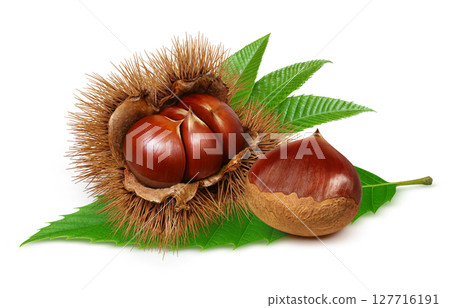 栗子插圖，逼真的栗子瘤，日本栗子 127716191