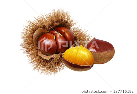 栗子插圖，逼真的栗子瘤，日本栗子 127716192