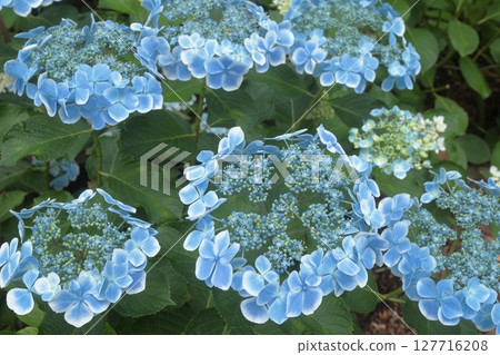 擁抱藍色繡球花 擁抱藍色繡球花 127716208