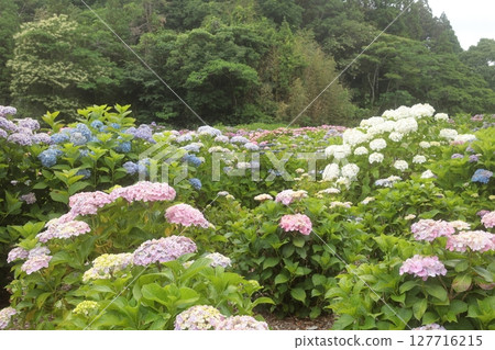 Hydrangeas blooming in a hydrangea garden in the forest 127716215