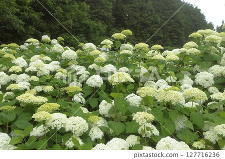 White Annabelle flowers blooming on a sunny day in the rainy season White Annabelle flowers blooming on a sunny day in the rainy season 127716236