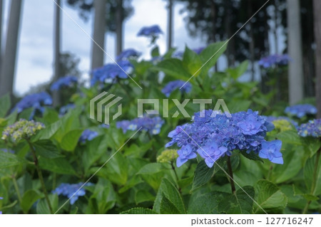 Blue hydrangeas are blooming in the forest Blue hydrangeas are blooming in the forest 127716247