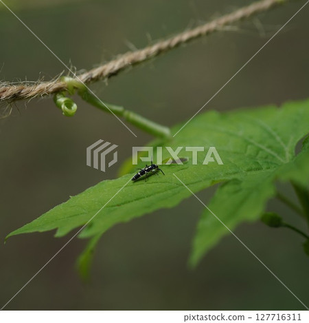 Larvae of the ladybug 127716311