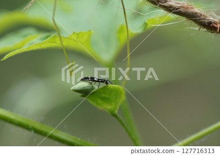 Larvae of the ladybug Larvae of the ladybug 127716313