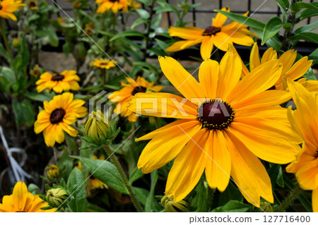 黃色雜色菊屬植物花 黃色雜色菊屬植物花 127716400
