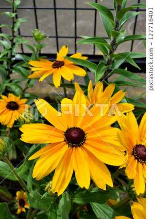 黃色雜色菊屬植物花 黃色雜色菊屬植物花 127716401
