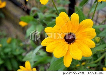 黃色雜色菊屬植物花 黃色雜色菊屬植物花 127716402