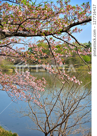 Cherry blossoms at Irigaike Park in Nagakute City, Aichi Prefecture 127716417