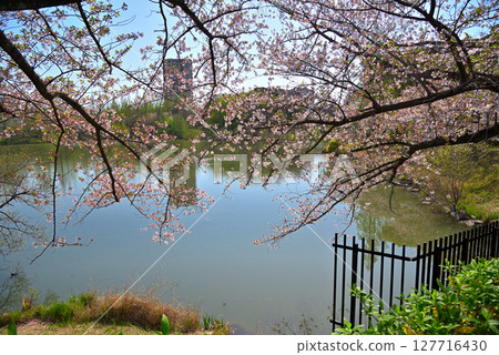 愛知縣長久手市入池公園的櫻花 127716430