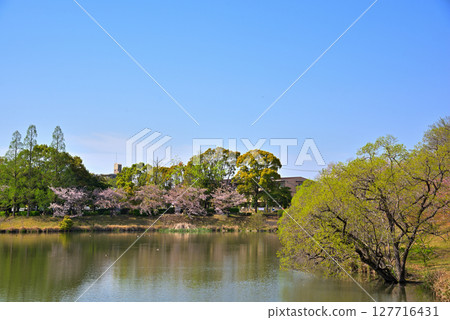 Cherry blossoms at Irigaike Park in Nagakute City, Aichi Prefecture 127716431