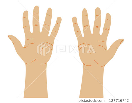Right and Left Human Palms Vector Illustration Right and Left Human Palms Vector Illustration 127716742