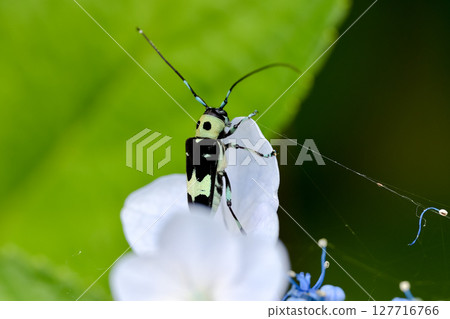 拉米舉行 127716766