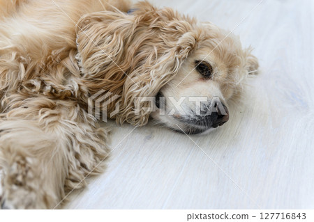 Close-up of fluffy dog resting on light wooden floor. Close-up of fluffy dog resting on light wooden floor. 127716843