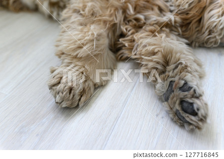 Close-up of fluffy dog paws on wooden floor. Close-up of fluffy dog paws on wooden floor. 127716845