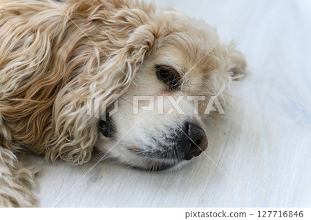 Close-up of fluffy dog resting on light wooden floor. 127716846