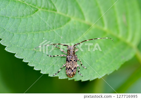 Naga Gomakokami Naga Gomakokami 127716995