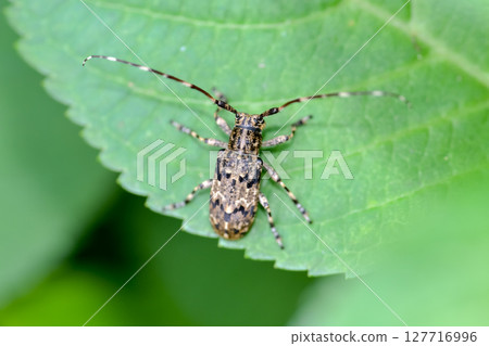 Naga Gomakokami Naga Gomakokami 127716996