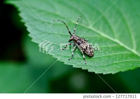 Naga Gomakokami 127717011