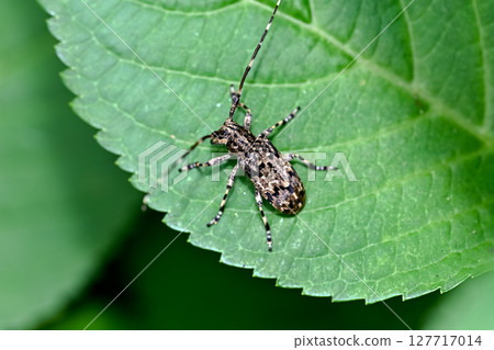 Naga Gomakokami 127717014