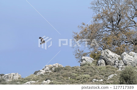 Steppe eagle (Aquila nipalensis), Crete 127717389