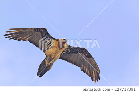 Bearded Vulture (Gypaetus barbatus), Crete 127717391