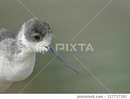 Black-winged Stilt (Himantopus himantopus), Greece 127717392