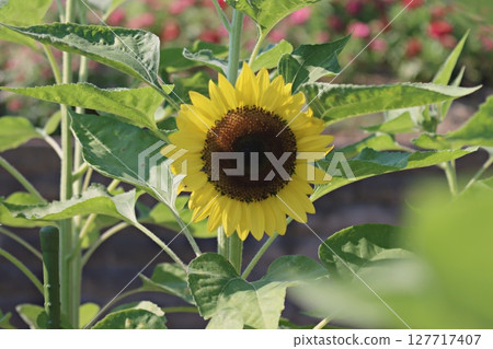 Sunflowers blooming towards the sun 2 127717407