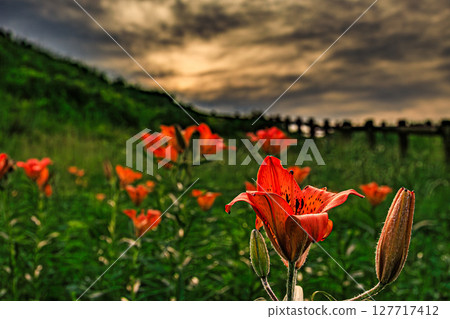 Siberian lilies blooming at dusk Siberian lilies blooming at dusk 127717412