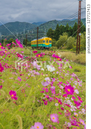 Railway scenery surrounded by cosmos flowers 127717413