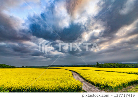 The yellow earth in spring 127717419