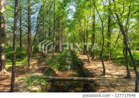 Gyeongbuk Millennium Forest Garden Gyeongbuk Millennium Forest Garden 127717646