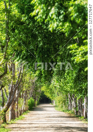 Gyeongbuk Millennium Forest Garden Trail 127717647