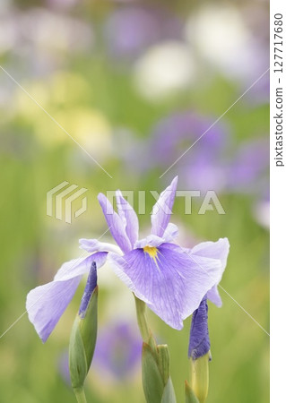 Beautifully blooming light purple irises - Early summer scenery 127717680
