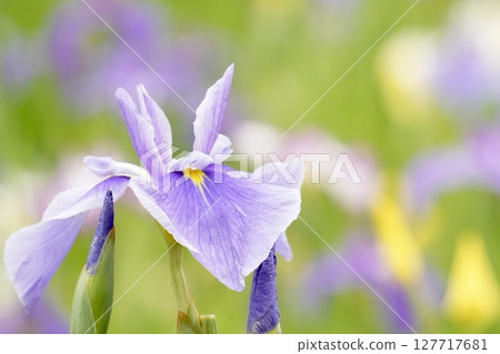 美麗綻放的淡紫色鳶尾花－初夏風景 127717681